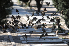 مراسم غبار روبی مزار شهداء بهشت زهرای تهران در هفته بسیج