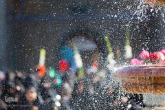 استقبال نمادین از کاروان حضرت معصومه(س) در قم