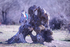 جنگل الیمستان