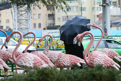 بارش باران در تهران 