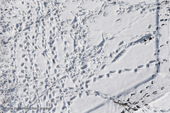 تهران چهار روز پس از بحران بارش برف 