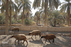 تالابی بدون آب