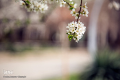 بهار، جلوه گاه پروردگار