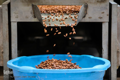 بازار گرم آجیل پزها در آستانه عید نوروز 