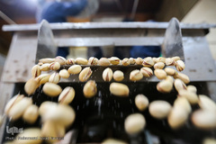 بازار گرم آجیل پزها در آستانه عید نوروز 