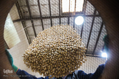 بازار گرم آجیل پزها در آستانه عید نوروز 