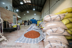 بازار گرم آجیل پزها در آستانه عید نوروز 