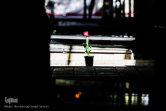 خانه تکانی قبور شهدا در آخرین پنجشنبه سال ۹۶