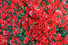 رویش در باغ ایرانی