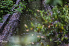 بارش باران بهاری در پایتخت 