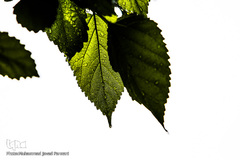 بارش باران بهاری در پایتخت 