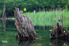 دریاچه ارواح