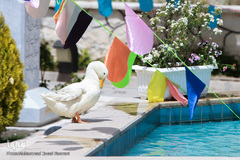 جشن ازدواج دانشجویی در روز میلاد حضرت علی اکبر(ع)