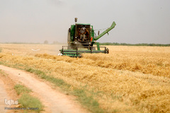 برداشت گندم در خوزستان