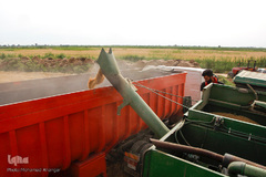 برداشت گندم در خوزستان