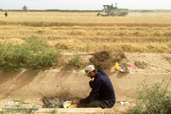برداشت گندم در خوزستان