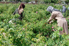 برداشت گل محمدی در بیرجند