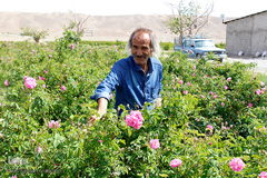 برداشت گل محمدی در بیرجند