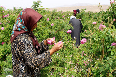 برداشت گل محمدی در بیرجند