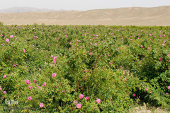 برداشت گل محمدی در بیرجند
