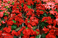 افتتاحیه شانزدهمین نمایشگاه بین المللی گل و گیاه