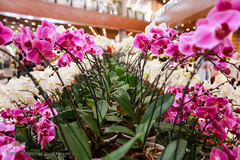 افتتاحیه شانزدهمین نمایشگاه بین المللی گل و گیاه