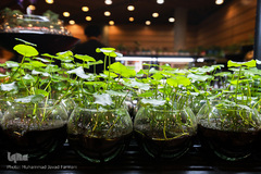 افتتاحیه شانزدهمین نمایشگاه بین المللی گل و گیاه