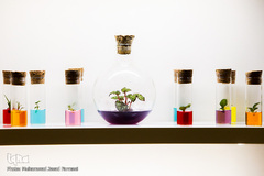 افتتاحیه شانزدهمین نمایشگاه بین المللی گل و گیاه