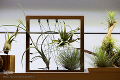 افتتاحیه شانزدهمین نمایشگاه بین المللی گل و گیاه