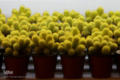 افتتاحیه شانزدهمین نمایشگاه بین المللی گل و گیاه