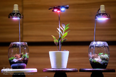 افتتاحیه شانزدهمین نمایشگاه بین المللی گل و گیاه