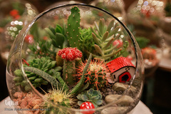 افتتاحیه شانزدهمین نمایشگاه بین المللی گل و گیاه