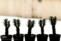 افتتاحیه شانزدهمین نمایشگاه بین المللی گل و گیاه