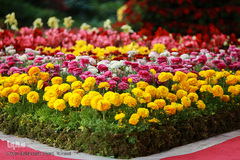 افتتاحیه شانزدهمین نمایشگاه بین المللی گل و گیاه