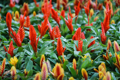 افتتاحیه شانزدهمین نمایشگاه بین المللی گل و گیاه