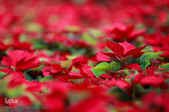 افتتاحیه شانزدهمین نمایشگاه بین المللی گل و گیاه