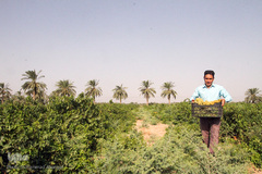 برداشت انگور در خوزستان