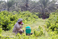برداشت انگور در خوزستان