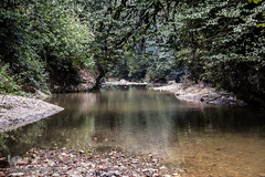 جنگل و رودخانه پلنگ دره