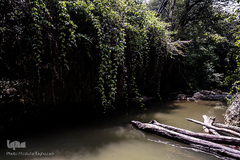 جنگل و رودخانه پلنگ دره