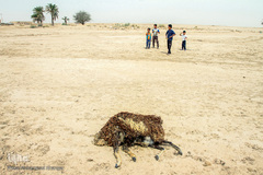 کمترین تحریری از یک زندگانی