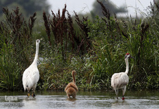 زندگی در اب
