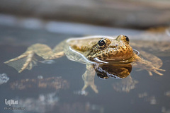 زندگی در اب