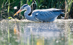 زندگی در اب