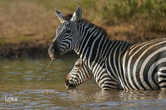 زندگی در اب