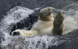 زندگی در اب