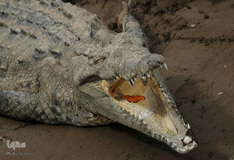 زندگی در اب