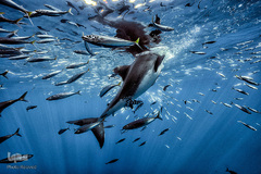 زندگی در اب