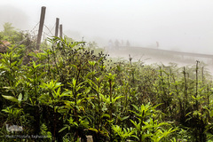 ييلاق اولس بلنگاه در ماسال