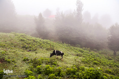 ييلاق اولس بلنگاه در ماسال